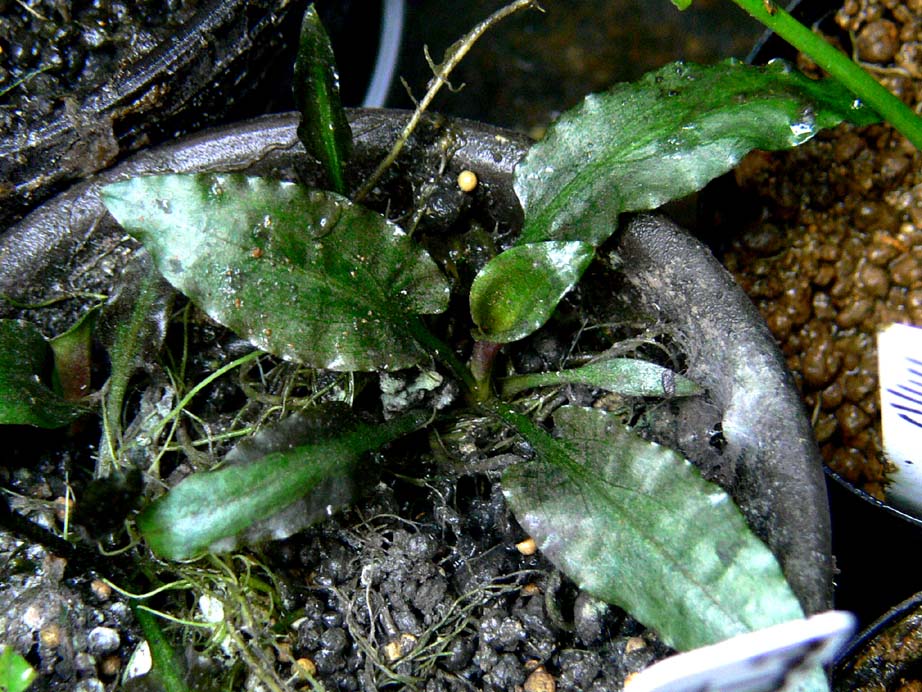 クリプトコリネ pygmaea